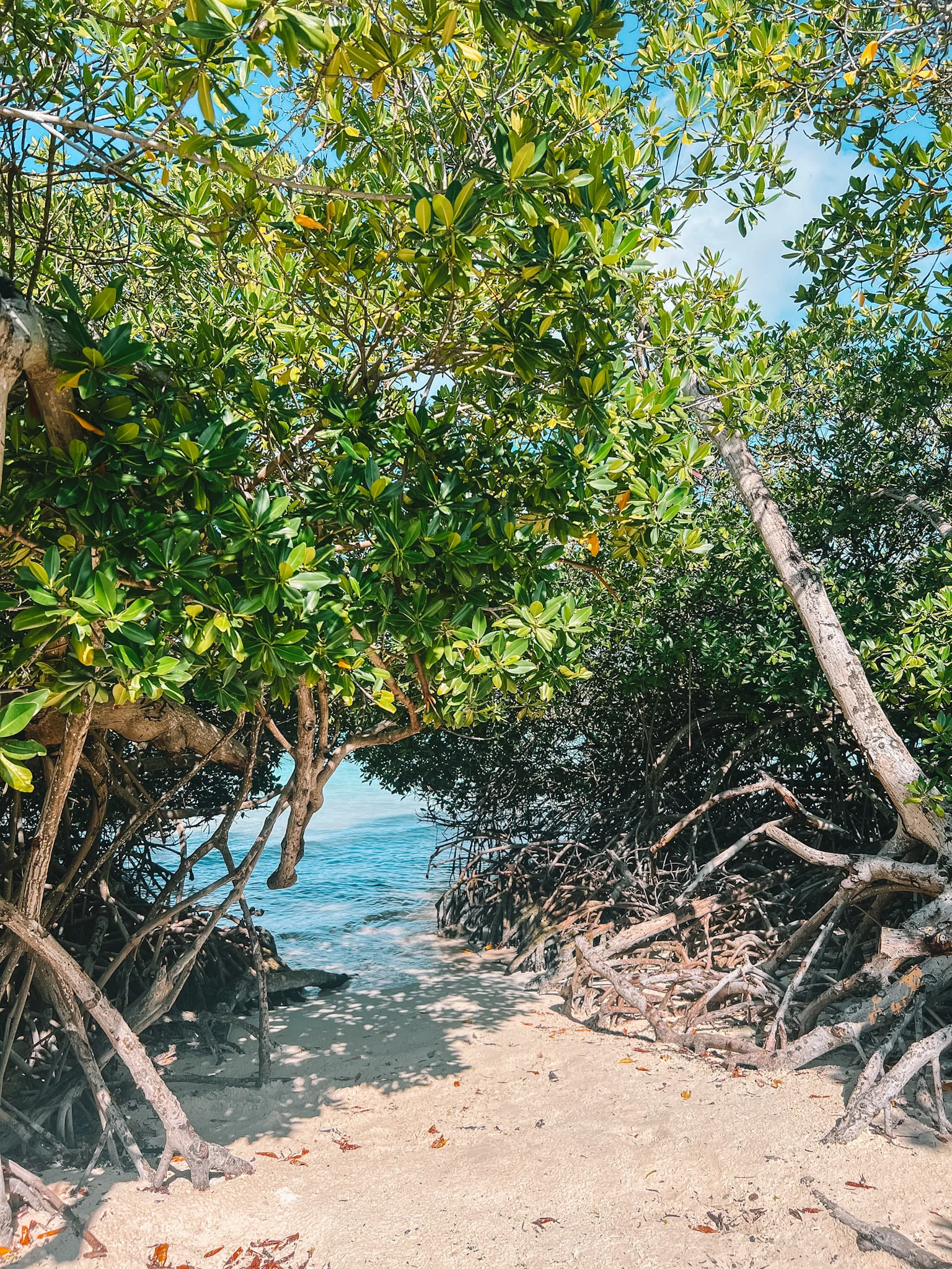 De mooiste stranden van Aruba: 6x Tips!